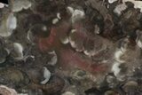 Rare Rhexoxylon Petrified Wood From Zimbabwe - #34476-1